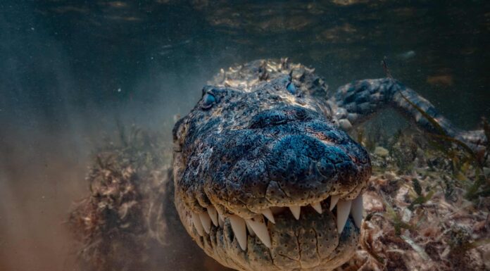 Qual è il fossile di alligatore più antico mai trovato?
