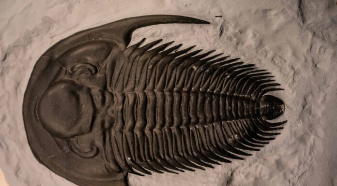 Periodo siluriano: fatti, informazioni e cronologia
