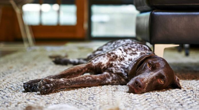 Sintomi ACL strappati nei cani: cosa cercare
