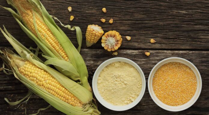 I cani possono mangiare la grana o sono pericolosi?
