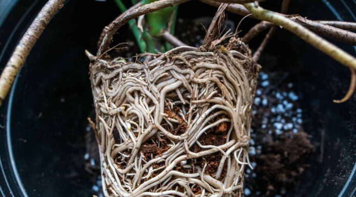 Come correggere le macchie marroni sulle foglie di Monstera e altri 6 suggerimenti
