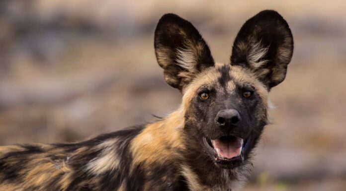Questo branco di cani selvatici suona come uccellini mentre attaccano un leopardo
