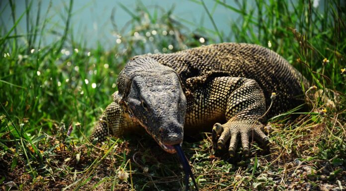 Guarda un "Godzilla" nella vita reale che distrugge un supermercato
