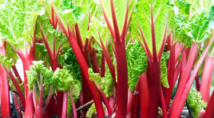  Il rabarbaro è un frutto o una verdura?  Ecco perché

