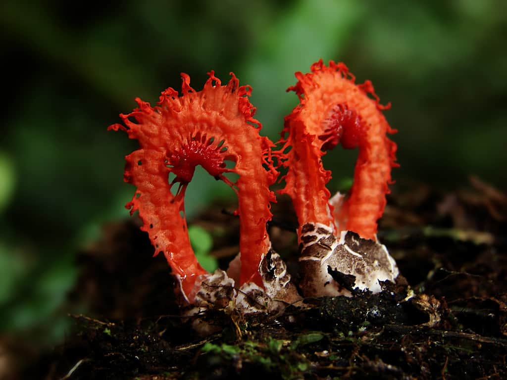 Come sbarazzarsi dei funghi Stinkhorn