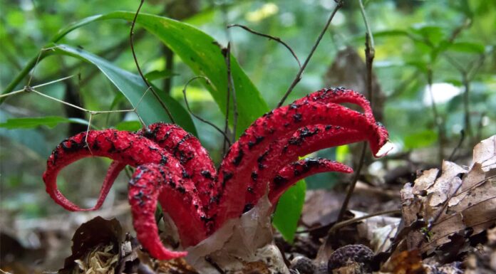 stinkhorn fungi