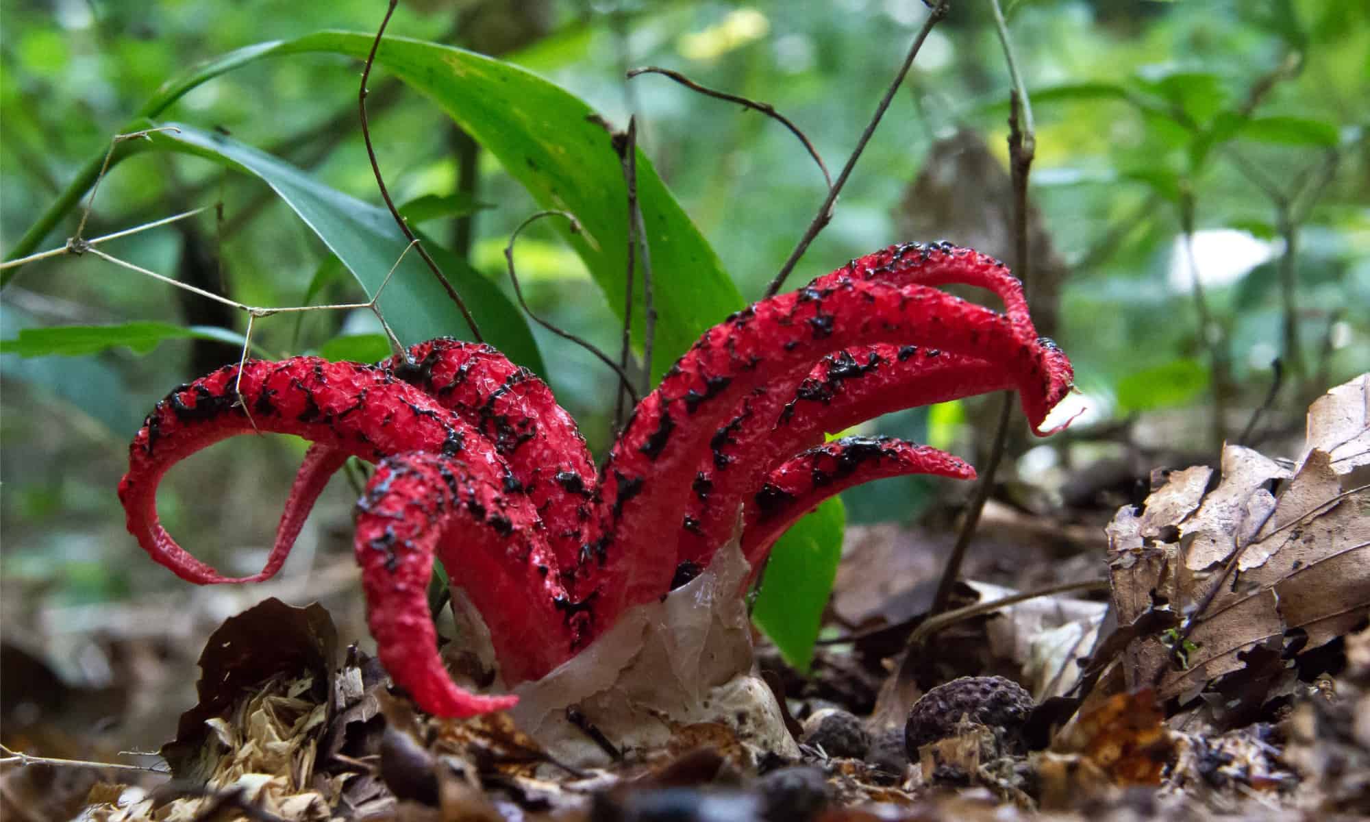 stinkhorn fungi