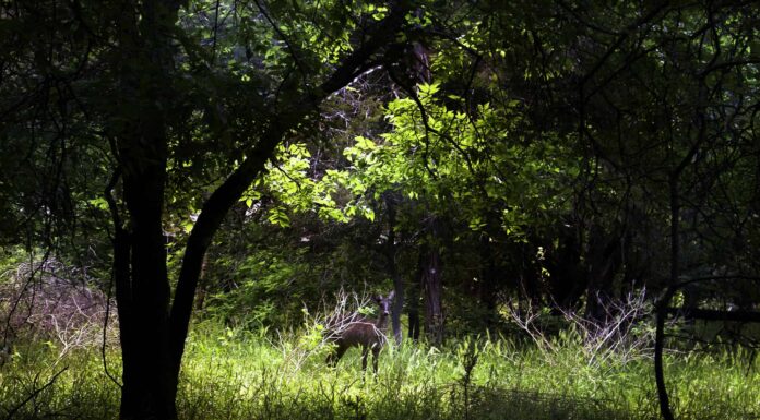 Cervo nero: quanto sono rari i cervi melanici e quali sono le cause?
