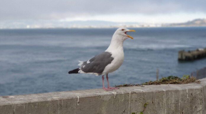 Gabbiano reale contro gabbiano
