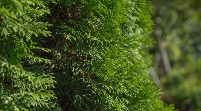 Leyland Cypress contro Thuja Green Giant
