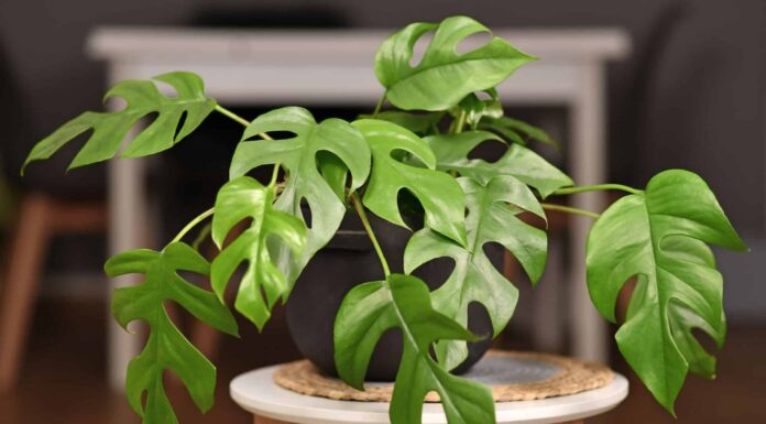 A young mini monstera houseplant with four large = split green leaves in a light pink ceramic pot on a withe surface with a whit background. 