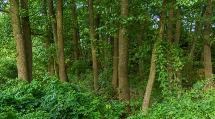 Tiglio vs legno di ontano: qual è la differenza?
