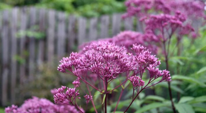 Little Joe Pye Weed e Baby Joe Pye Weed
