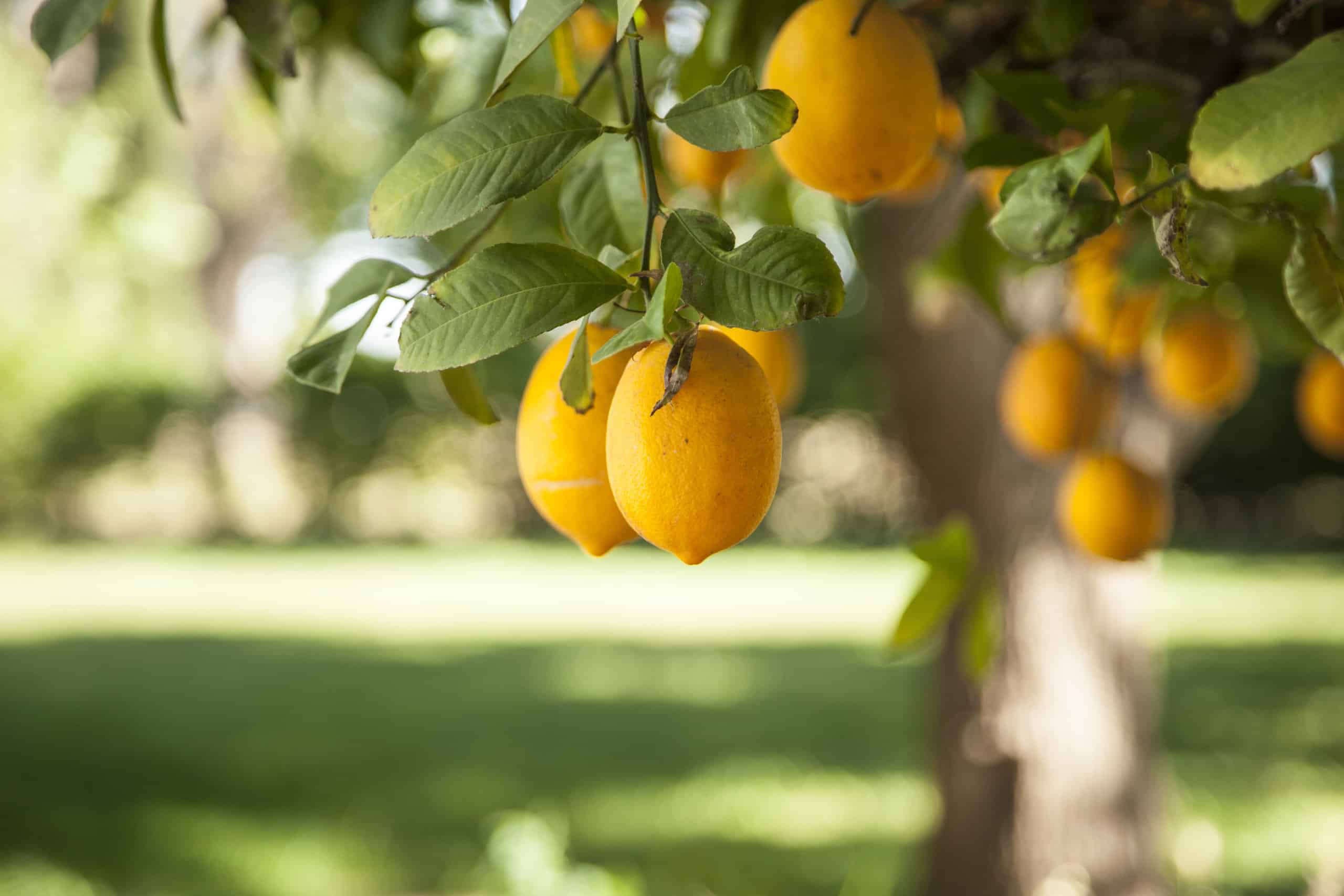 Eureka contro Meyer Lemon Tree: qual è la differenza?