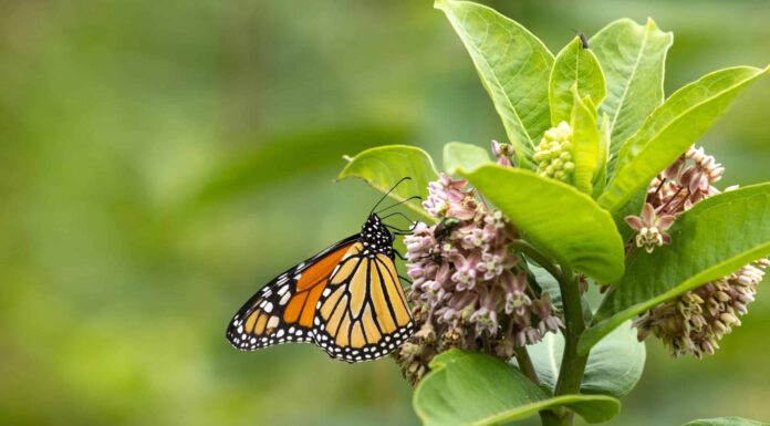 Scopri: 4 animali che impollinano (diversi dalle api)
