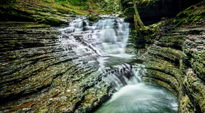 I migliori fori per nuotare in Virginia
