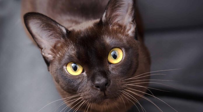 Simbolismo e significato degli animali dello spirito del gatto
