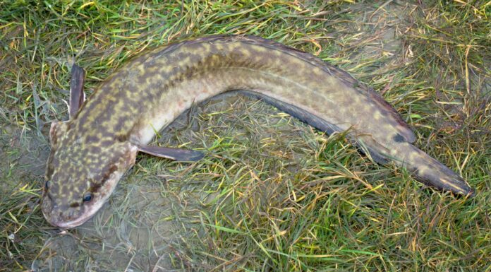 Burbot vs Bowfin: quali sono le loro differenze?
