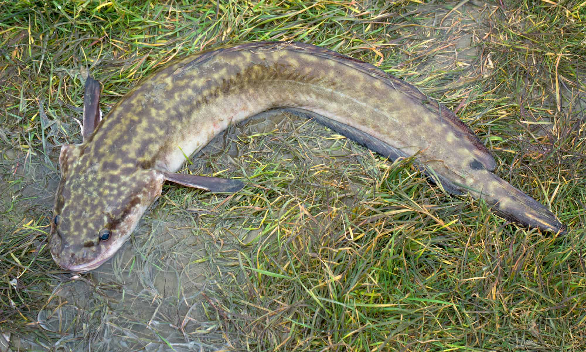 Burbot vs Bowfin: quali sono le loro differenze?