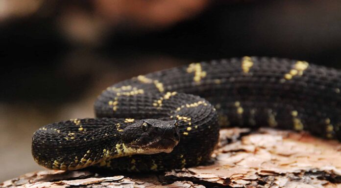 10 serpenti neri nel Nuovo Messico 
