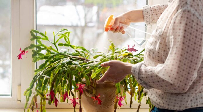 Cactus di Natale contro Zygocactus
