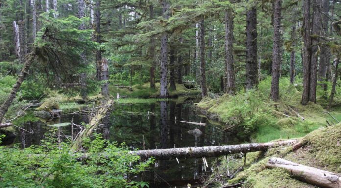 La foresta più grande degli Stati Uniti
