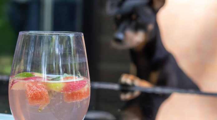 I cani possono bere acqua frizzante?
