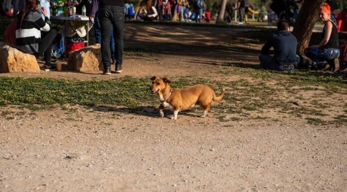 I 9 migliori eventi per animali domestici a Indianapolis

