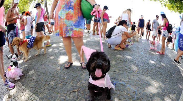 I 6 migliori eventi per animali domestici a San Jose
