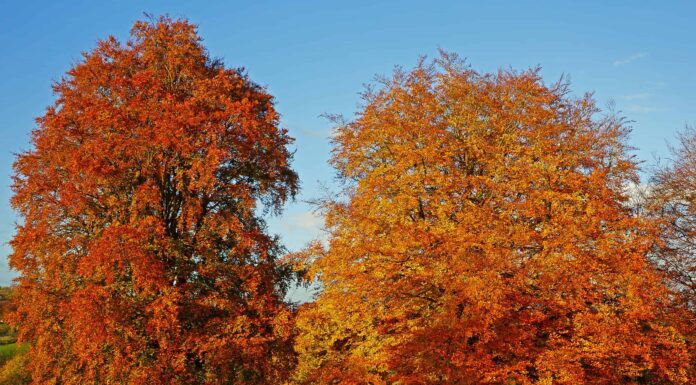 Faggio europeo contro faggio americano: qual è la differenza?
