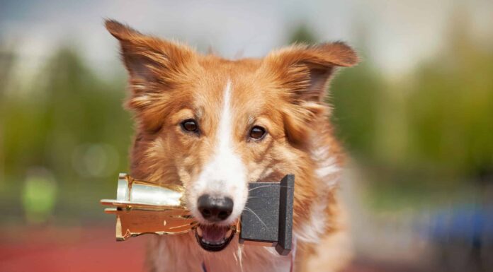 I 5 migliori eventi per animali domestici a Houston
