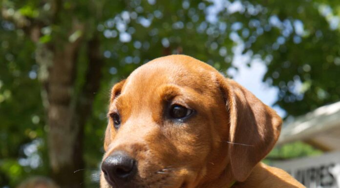 I 5 migliori eventi per animali domestici a Phoenix
