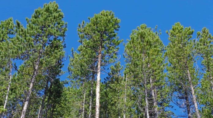 Pino lodgepole vs. pino ponderosa: quali sono le differenze?
