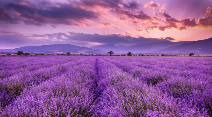 Lilla contro lavanda: 5 differenze tra i fiori viola commestibili
