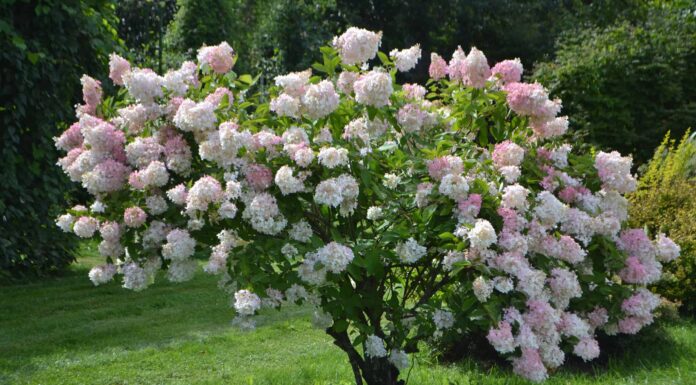 Viburnum vs Hydrangea: due fiori che si assomigliano notevolmente
