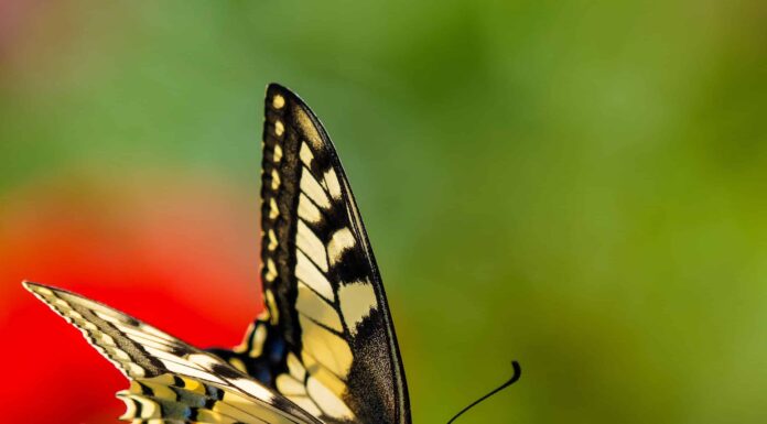 Verbena vs Lemon Verbena: floreale o profumata?
