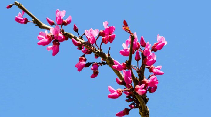 Merlot Redbud contro Forest Pansy Redbud: qual è la differenza?
