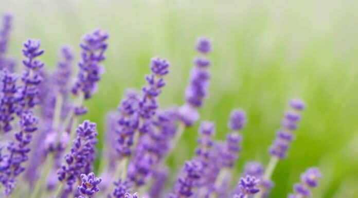 Lavanda Goodwin Creek contro lavanda inglese
