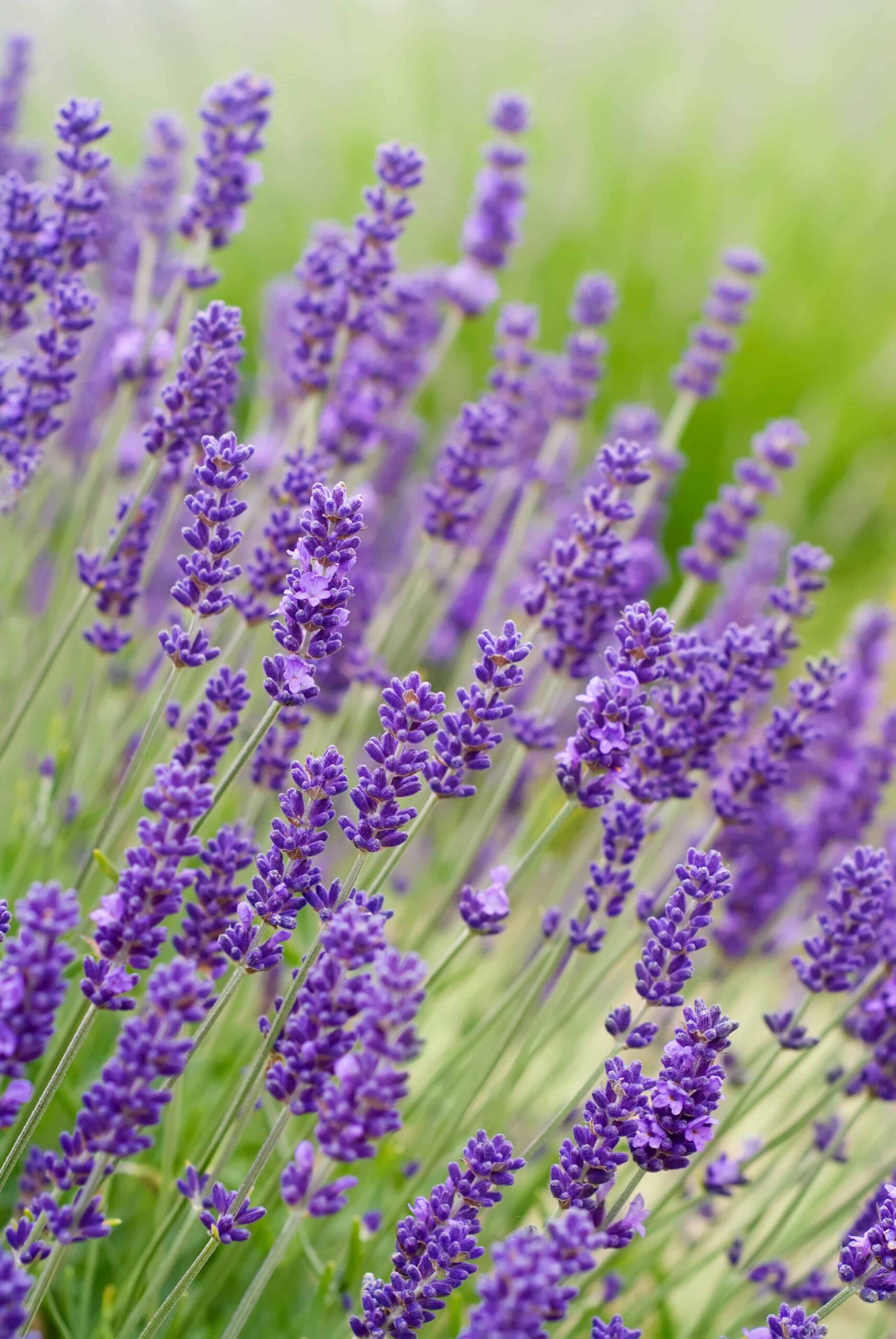 Lavanda Goodwin Creek contro lavanda inglese