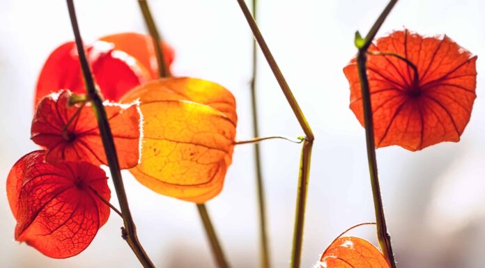 Pianta lanterna cinese vs Tomatillo: quali sono le differenze?
