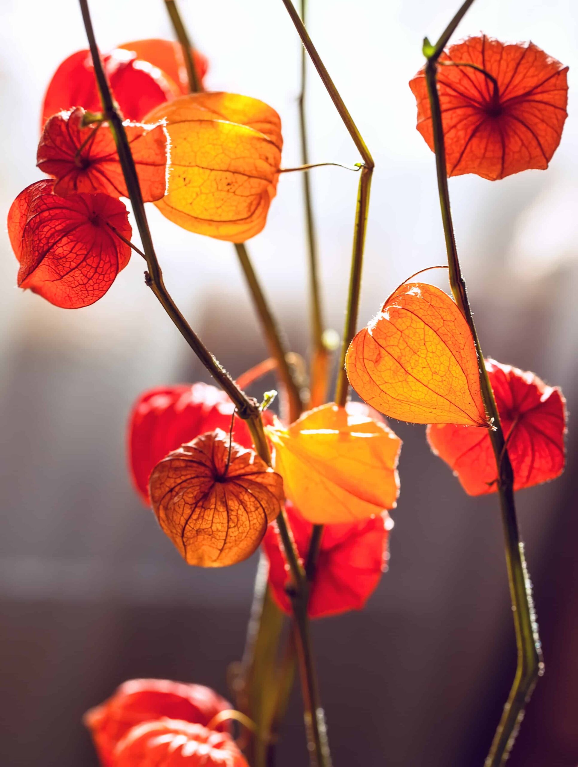 Pianta lanterna cinese vs Tomatillo: quali sono le differenze?