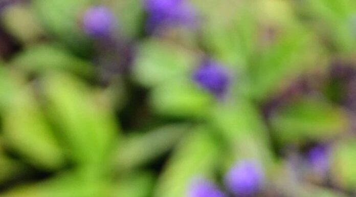Yellow blossoms of mounding lantana "gold mound"
