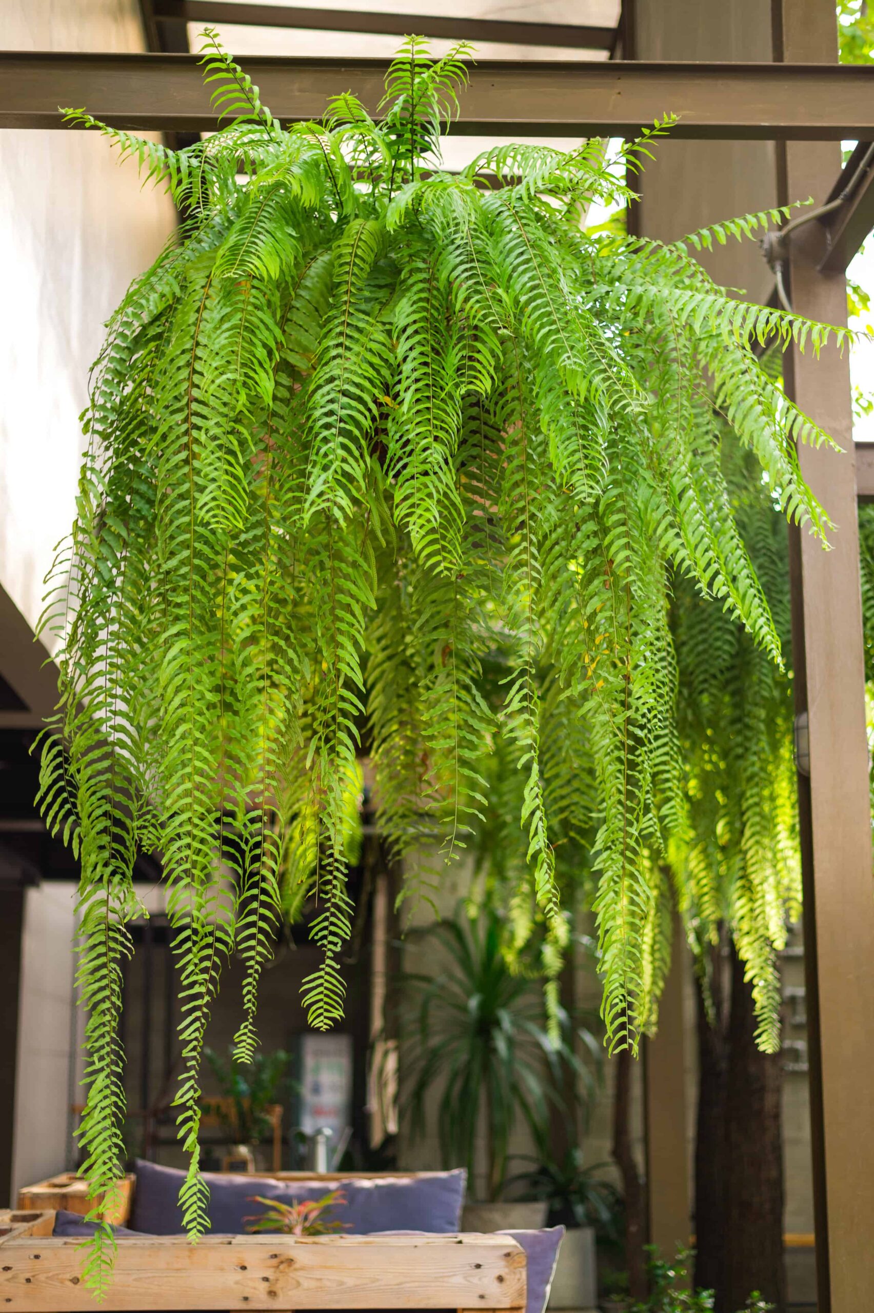 Boston Fern vs. Sword Fern: due piante dall'aspetto simile spesso confuse per ciascuna