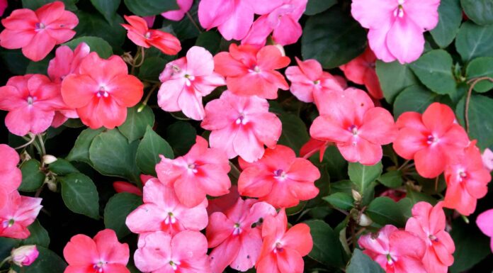 Sunpatiens vs. Impatiens: qual è la differenza?
