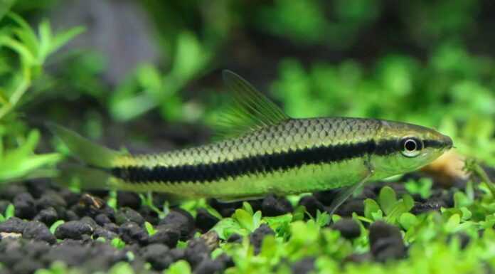 Siamese Algae Eater contro Otocinclus
