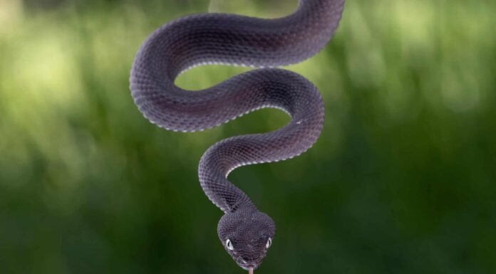 11 incredibili serpenti viola che non sapevi esistessero 11 incredibili serpenti viola che non sapevi esistessero