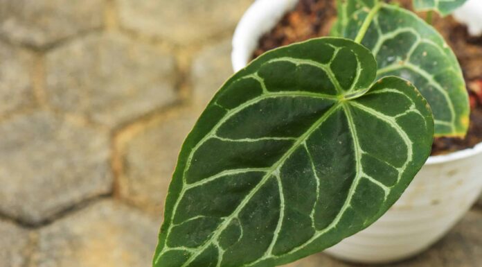  Anthurium Magnifico vs.  Cristallino: c'è differenza?
