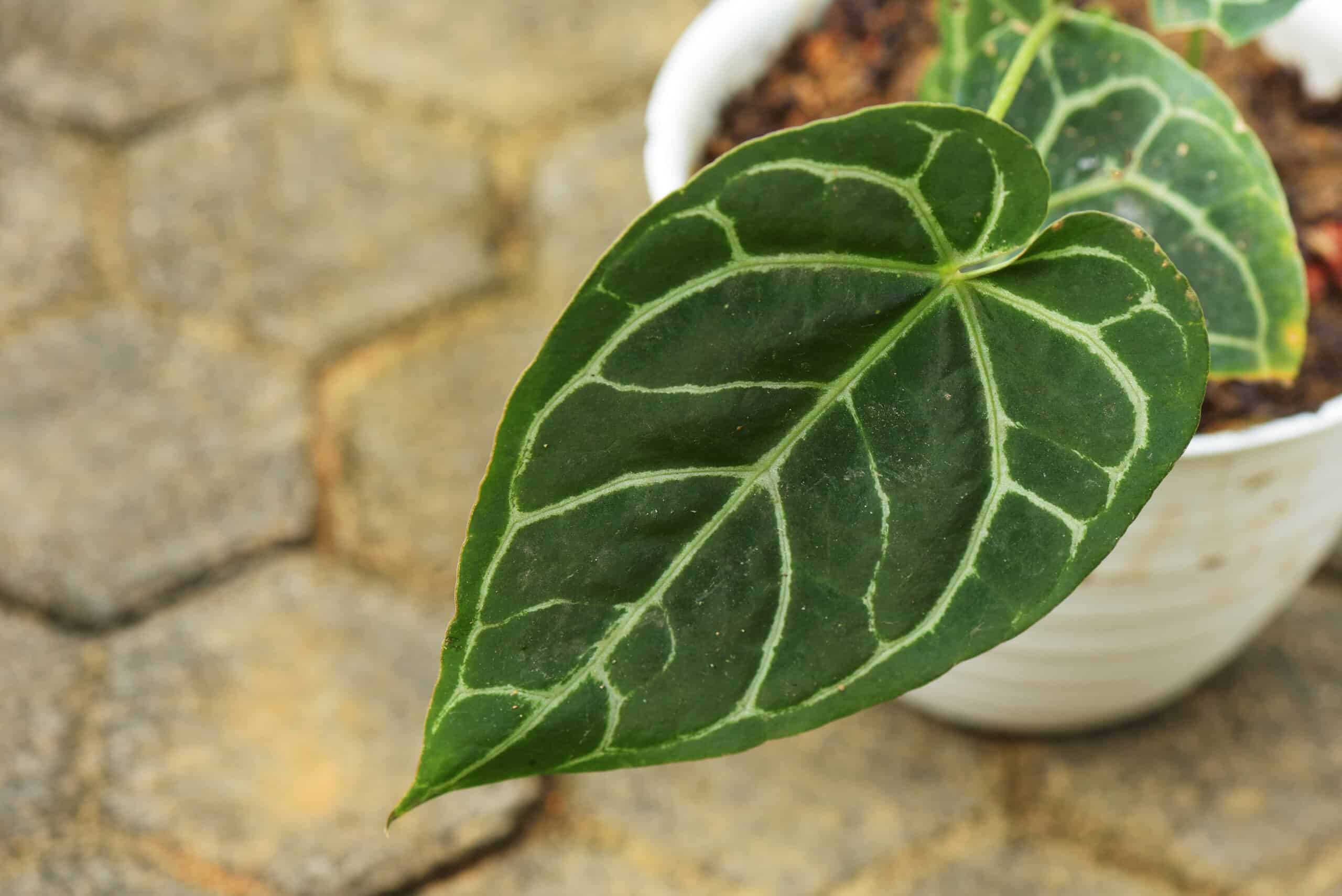 Anthurium Magnifico vs.  Cristallino: c'è differenza?