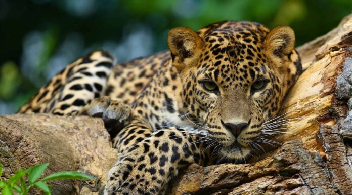 Guarda due giaguari che si affrontano in una battaglia tra grandi felini
