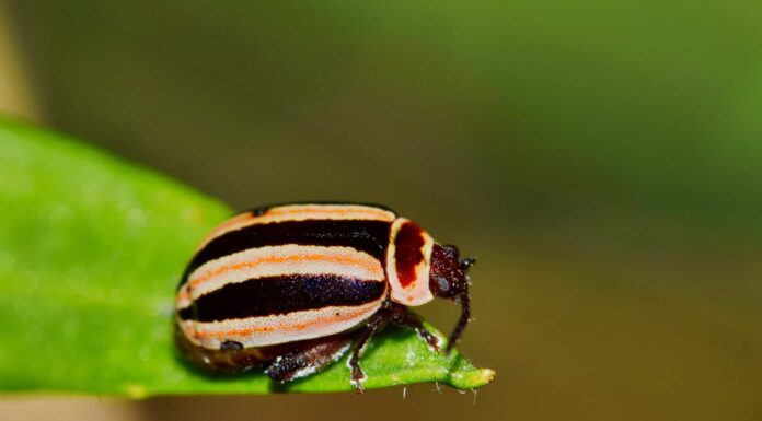 Coleotteri contro insetti: qual è la differenza?
